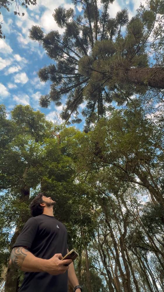 Thiago olhando para o alto de uma araucária no meio da mata